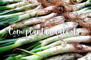 calçots-com-plantar-test