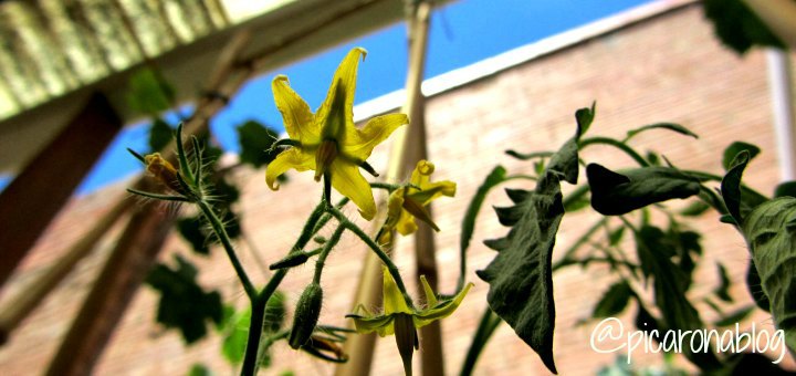 flor-de-tomate1