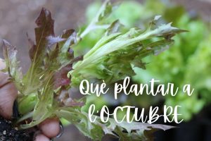 octubre-que-plantar