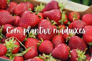 maduixa-com-plantar-test