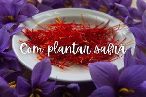 safra-com-plantar