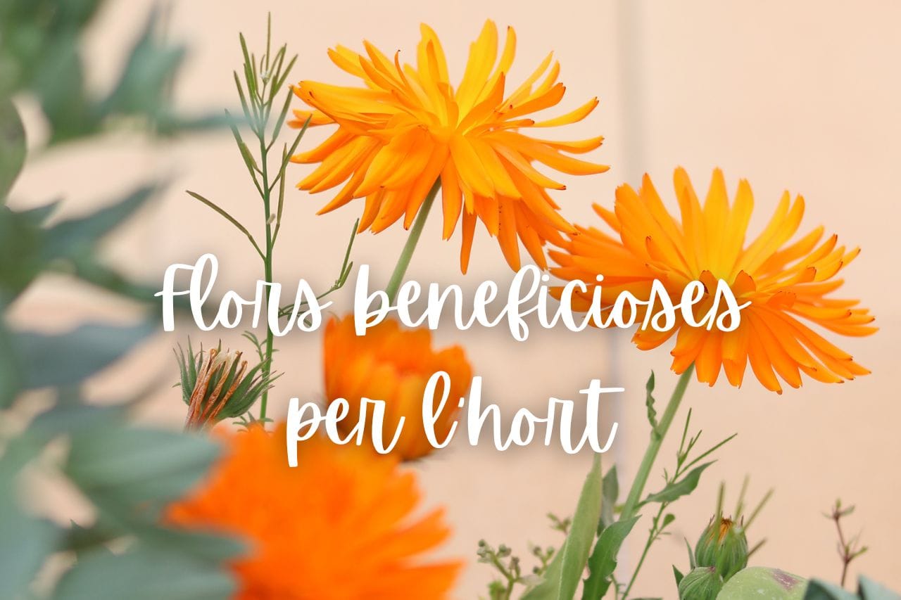 flors-beneficioses-per-l'hort