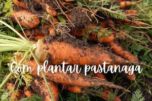 Com plantar pastanaga a l'hort urbà