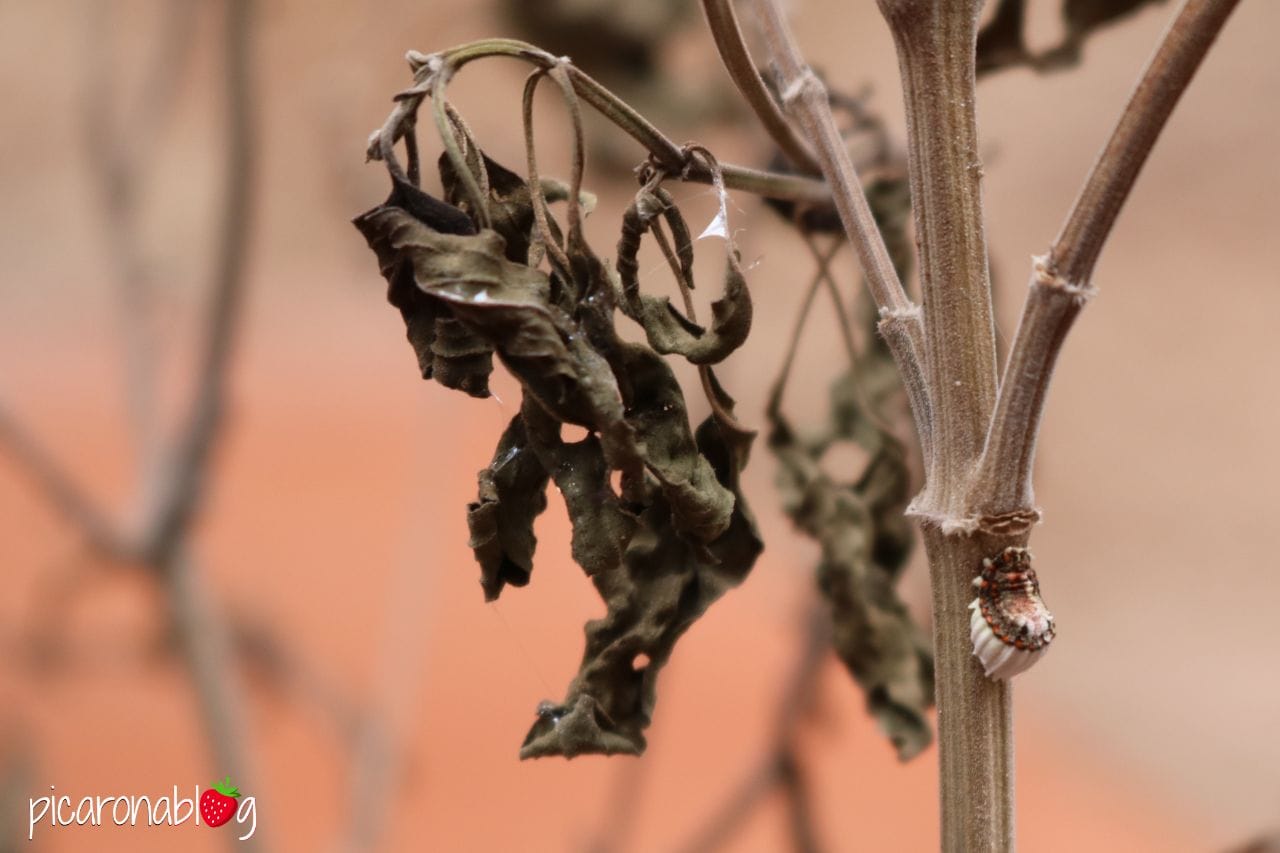 Eliminar la cotxinilla o cotonet de les plantes